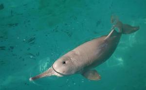 聽！人類看過的最后一只白鱀豚淇淇的故事