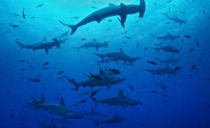 50年內(nèi)鯊魚可能消失，90后發(fā)起保護行動
