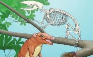 中国科学家发现“混元兽” ，将改写有袋类哺乳动物起源历史