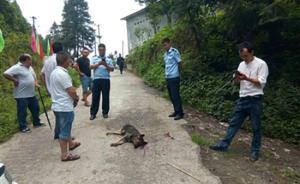 四川敘永一男童上學(xué)路上遭惡犬撲倒撕咬，老嫗提柴刀驅(qū)狗救命