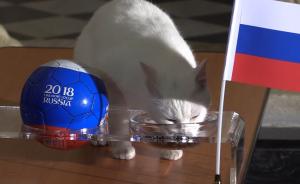 世界杯預(yù)言貓又猜中了：俄羅斯勝埃及