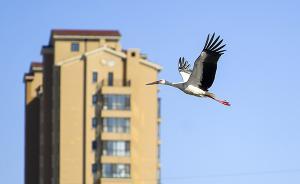 男子買東方白鸛飽口福獲刑：系瀕危物種全球數(shù)量不足3000