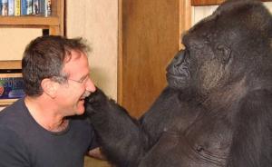 世界最聪明大猩猩去世:会手语爱养猫