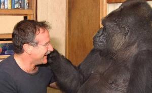 世界最聰明大猩猩去世：會手語愛養(yǎng)貓