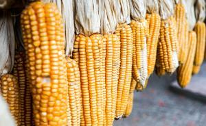 欧洲为驳斥“转基因作物诱发肿瘤”论文耗费上亿元，值吗？