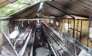 河南農(nóng)大養(yǎng)雞場開在鄭州鬧市區(qū)：區(qū)長檢查被擋門外，紀(jì)監(jiān)追責(zé)