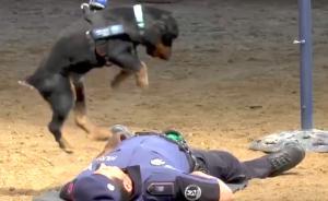 西班牙警犬解锁心肺复苏术：还好是练习