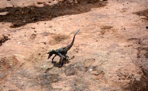 直播錄像丨侏羅紀(jì)猜想證實(shí)，山東發(fā)現(xiàn)大型恐龍足跡群