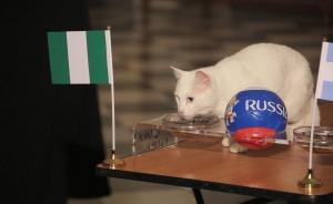 阿根廷這場(chǎng)比賽，世界杯預(yù)言貓猜錯(cuò)了