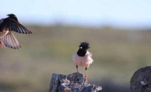 伊犁施工高速路现大量粉红椋鸟育雏，为保幼鸟紧急停工一个月