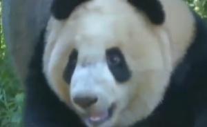 經(jīng)過(guò)60年搶救性保護(hù)，秦嶺大熊貓數(shù)量已達(dá)345只