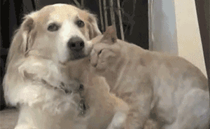 真狗血！貓咪中毒后緊急輸狗血獲救