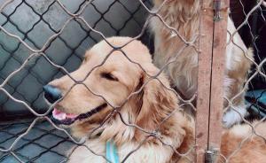 吉林一狗肉館涉嫌長期倒賣宰殺寵物犬，被食藥監(jiān)查封調(diào)查