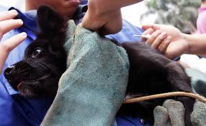 國(guó)際動(dòng)保組織：植入電子芯片是管控犬只問(wèn)題的最有效方式