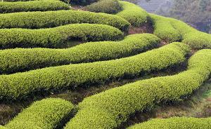 武夷山檢方嚴(yán)懲毀林種茶：此類犯罪一般不取保不建議適用緩刑