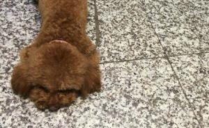 南京摔狗者的连环劫：被人肉、死亡威胁和妻子“为狗偿命”