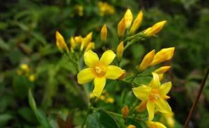 廣東翁源外地民工誤食斷腸草，3人死亡4人搶救