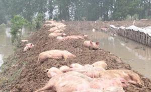 安徽老人目睹養(yǎng)豬場被沖垮痛哭：部分豬被人撈走不愿歸還