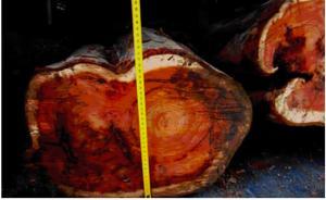 紅豆杉·瀕危20年①｜剝皮挖根屢禁未止，近十年判刑逾千起