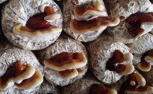 中科院“餓死”癌細(xì)胞進(jìn)展：藏靈芝中化合物抑制肝癌細(xì)胞增殖