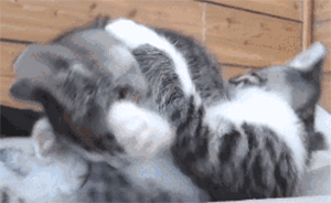 男子因愛生恨雇兇搶劫前女友家超市報復，事成遭遇“黑吃黑”