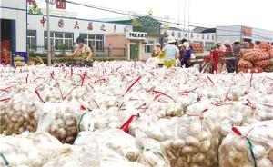 蒜价持续走低蒜农为何从容不迫？多元化收益更踏实