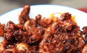 20只油炸知了下肚后休克：知了富含蛋白质，但过敏体质慎食