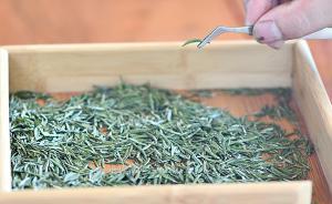 起底“賣茶葉”詐騙：以美女形象準(zhǔn)備三個劇本，陪聊14天