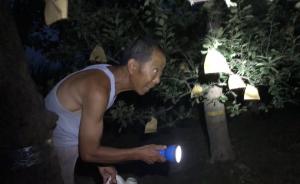 果農(nóng)抓金蟬每斤51元,感嘆越抓越少