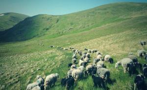 放牧生活：那些無數(shù)看不見的小事的總和