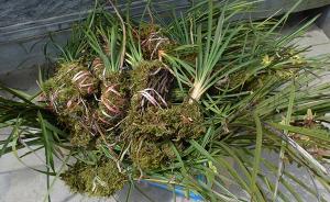 野生蘭花網(wǎng)絡(luò)販賣成風(fēng)，專家呼吁出臺(tái)重點(diǎn)保護(hù)野生植物名錄