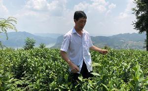 大江奔流·口述｜貴州苗鄉(xiāng)茶農(nóng)“陰錯(cuò)陽差”的“綠色革命”