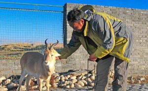 青海督察普氏原羚保护工作，多举措保障产羔期安全