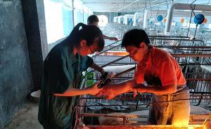 福建一高校學(xué)生實(shí)習(xí)做“豬倌”：扎針不易，人工配種更難