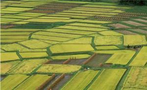 年中回望：農(nóng)業(yè)經(jīng)濟(jì)數(shù)據(jù)公布，穩(wěn)中向優(yōu)亮點(diǎn)突顯