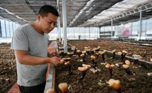 白靈芝經(jīng)科研人員馴化成功，已實(shí)現(xiàn)人工栽培