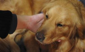 沈陽一條雙腿嚴(yán)重受傷金毛犬遭拋棄，三天不吃不喝盼主人