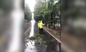 臺風(fēng)天巡邏遇樹倒，浦東交警雨中清障