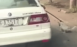 捕乱窜流浪狗用警车缓行带离，警方致歉