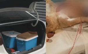 斗牛犬順風(fēng)車內(nèi)熱死，主人索賠5萬余元