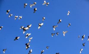 北京養(yǎng)鴿人：藍(lán)天、白云、彩鴿也是京味兒