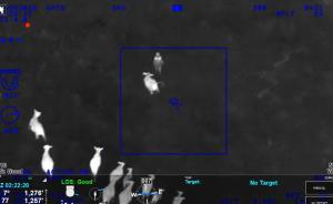 神助攻！美國偷車賊闖牧場遭牛群追逐