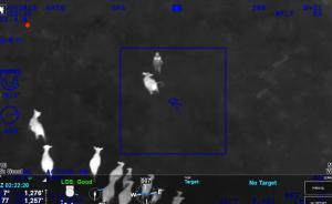 神助攻！美國偷車賊闖牧場(chǎng)遭牛群追逐