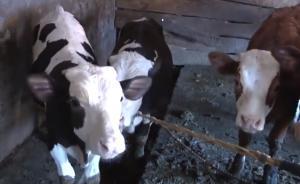 肉牛生出黑白牛犢疑配錯奶牛種，繁育站正調(diào)查、建議牛主訴訟