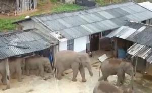 云南村莊破解“野象之困”：多措并舉，緩解人象沖突