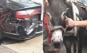 狗咬驢嘴、驢掙扎撞壞奧迪，沈陽一奇葩事故各方正商議賠償