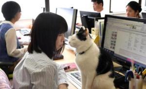 新西兰一公司试验一周只上四天班：效率提升，精神压力减少