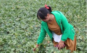 新疆兵團(tuán)團(tuán)場綜合配套改革活力煥發(fā)效果顯現(xiàn)