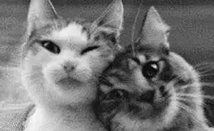 生活在城市暗處的流浪動(dòng)物 | 少年破繭