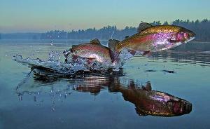 生食三文鱼团标公示仅有3天，协会自删虹鳟冒充三文鱼新闻
